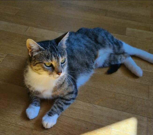 Kotka FUNIA czeka na dom