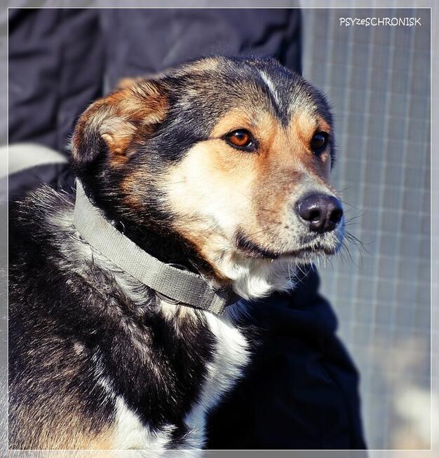 Klara – Twoja kandydatka na członka rodziny - pokochaj