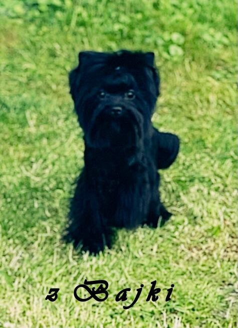 Black Yorkshire Terrier - czarny York. Cudak.