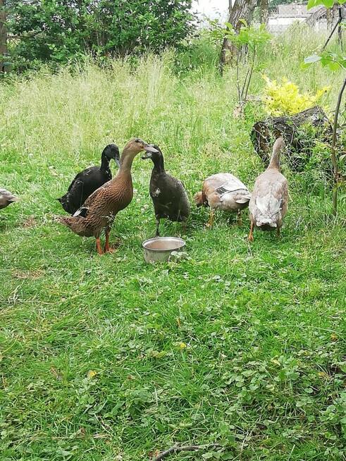 Sprzedam kaczki bieguski