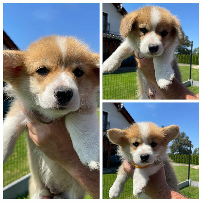 Szczenięta Welsh Corgi Pembroke ZKwP