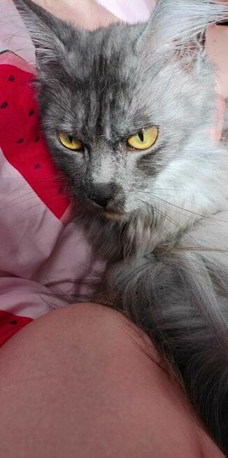 Sprzedam kotkę Maine coon