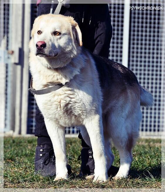 Winston – młody, bardzo pozytywny wielkopies do pokochania