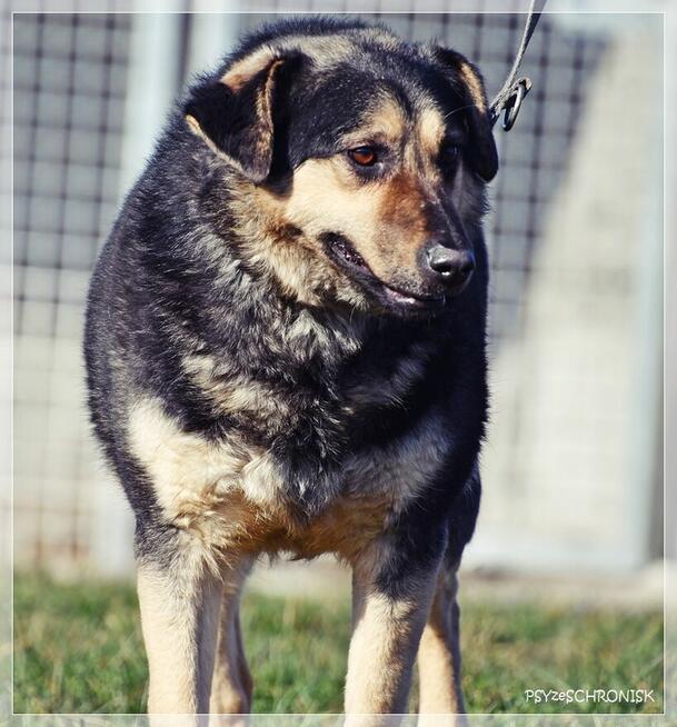 Lizak – wpatrzony w człowieka kundelek nie traci nadziei