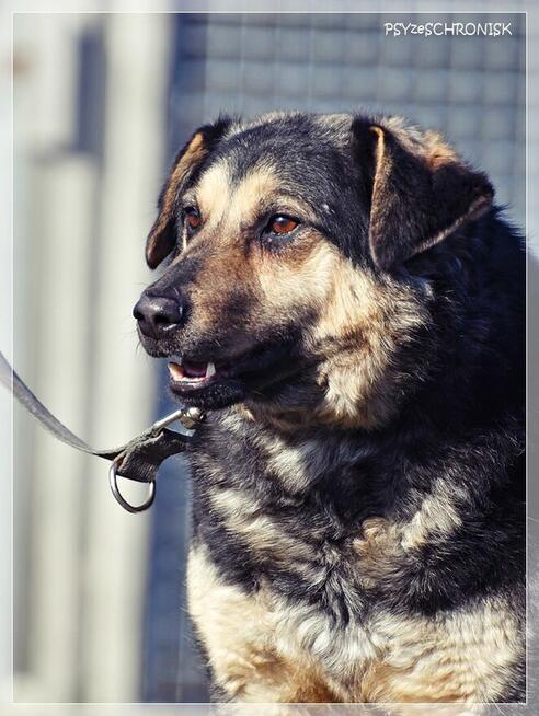 Lizak – wpatrzony w człowieka kundelek nie traci nadziei