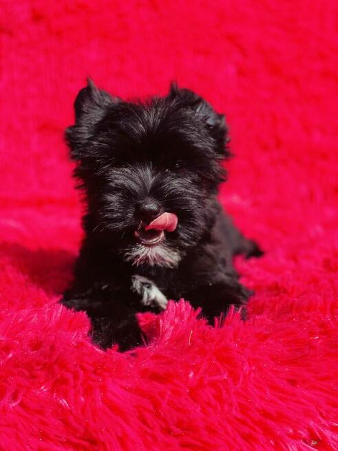 Black Yorkshire Terrier - czarny York. Cudak.