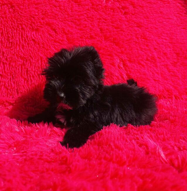 Black Yorkshire Terrier - czarny York. Cudak.