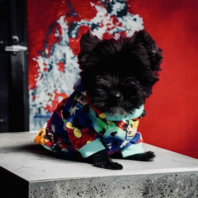 Black Yorkshire Terrier - czarny York. Cudak.