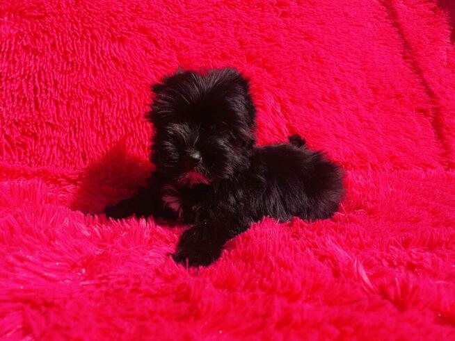 Black Yorkshire Terrier - czarny York. Cudak.