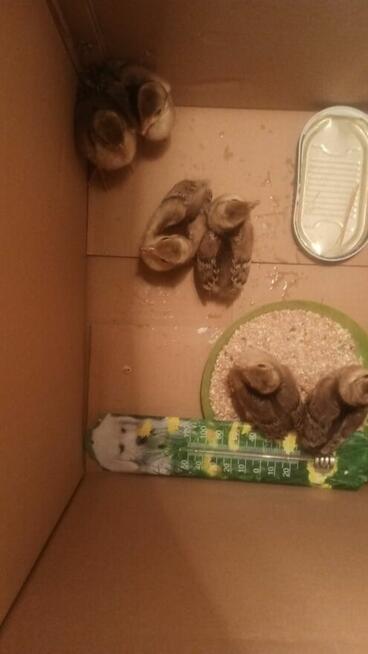 Paw królewski pawie królewskie tegpisklęta z wolnego wybiegu