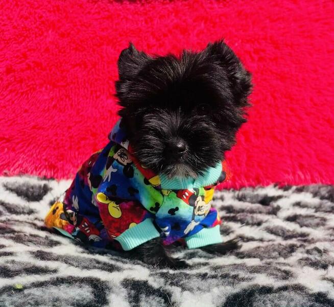 Black Yorkshire Terrier - czarny York. Cudak.