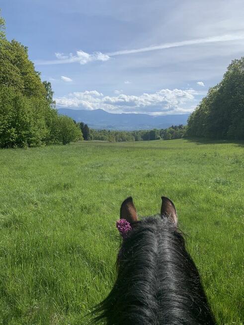 Jazdy konne wyjazdy w teren