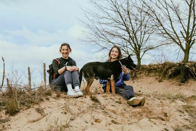 Mateo- aktywny pies szuka aktywnej rodziny-adopcja