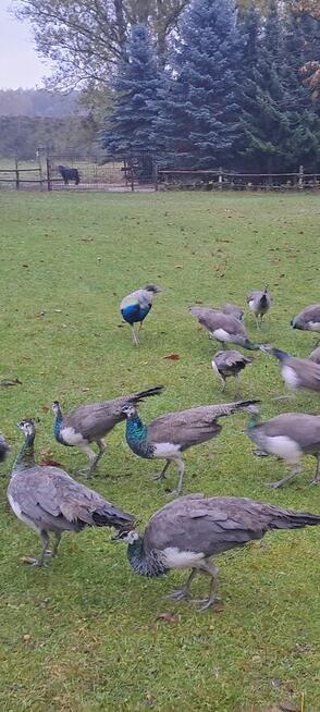 Paw królewski pawie królewskie tegpisklęta z wolnego wybiegu
