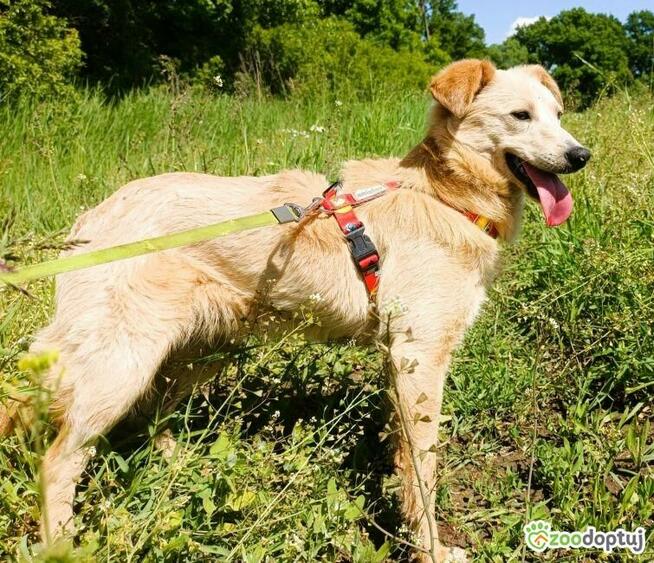 CZESIO - super, roczny psiak poleca się do adopcji