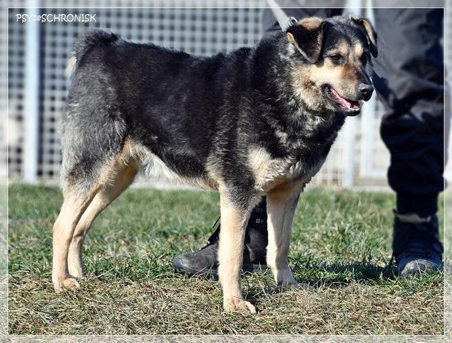 Lizak – wpatrzony w człowieka kundelek nie traci nadziei