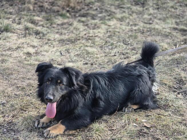 Kajtuś - fantastyczny, inteligentny przegubowiec szuka domu!