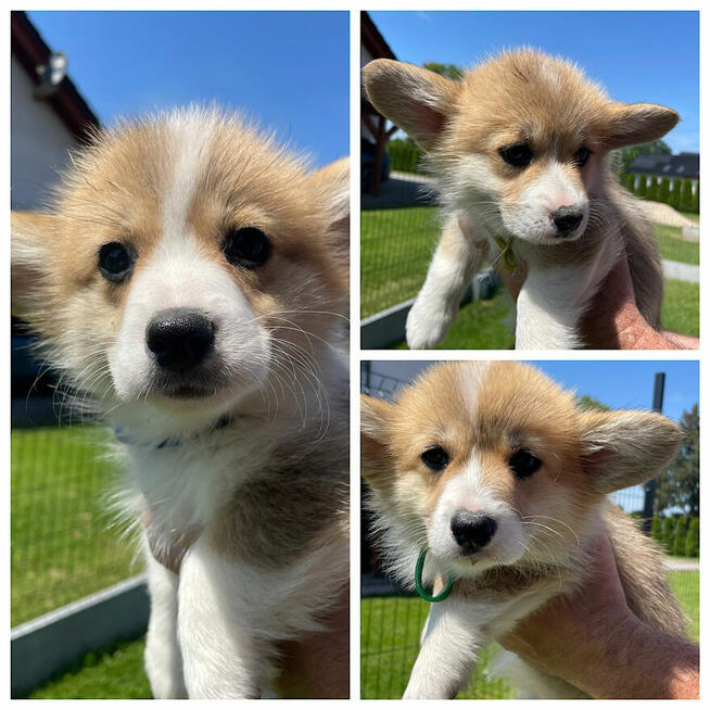 Szczenięta Welsh Corgi Pembroke ZKwP