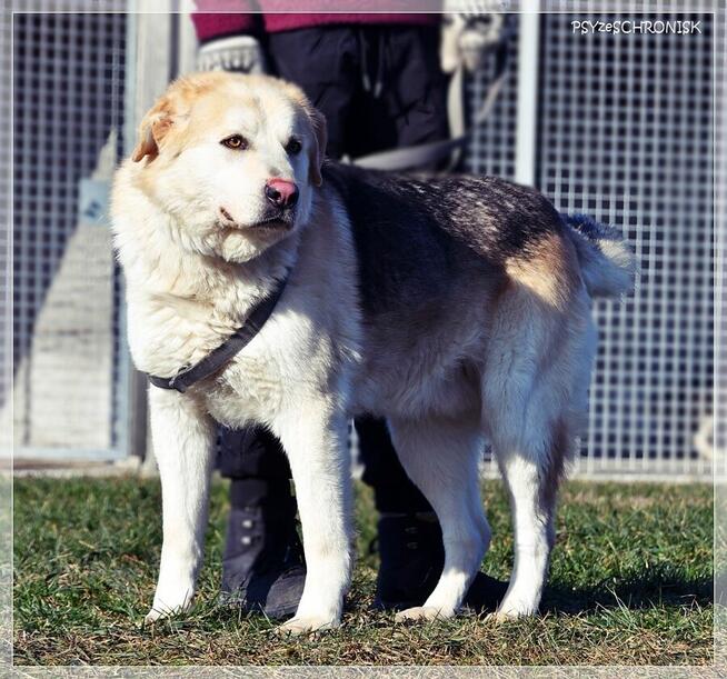Winston – młody, bardzo pozytywny wielkopies do pokochania