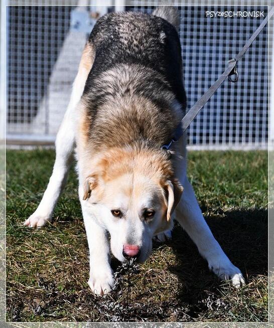 Winston – młody, bardzo pozytywny wielkopies do pokochania