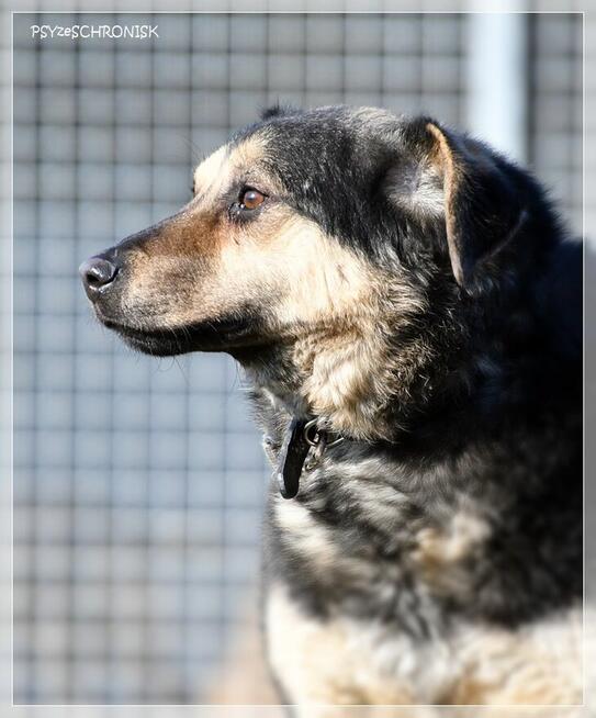 Lizak – wpatrzony w człowieka kundelek nie traci nadziei