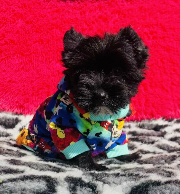 Black Yorkshire Terrier - czarny York. Cudak.