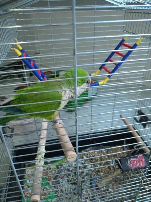 Papuga mnicha oswojona