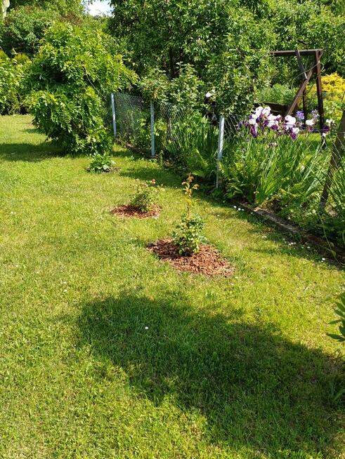 Ogródek działkowy ROD ,,Nowy Kanał