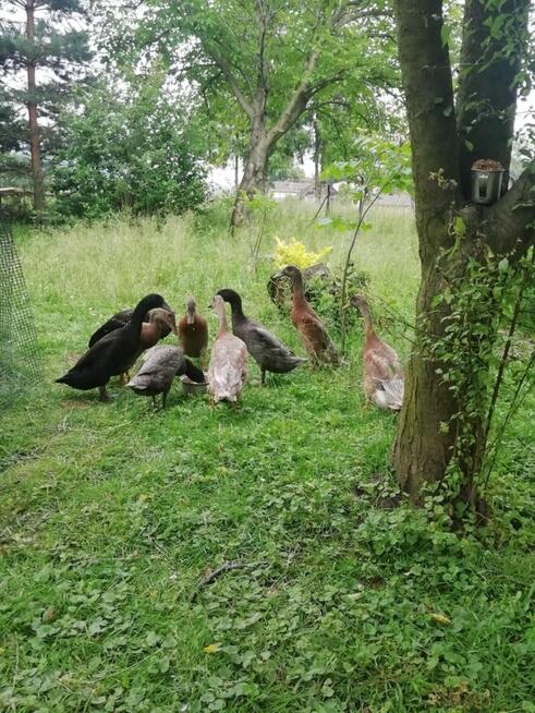 Sprzedam kaczki bieguski