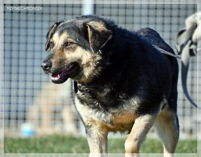 Lizak – wpatrzony w człowieka kundelek nie traci nadziei