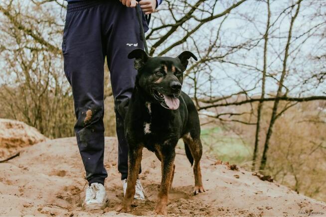 Mateo- aktywny pies szuka aktywnej rodziny-adopcja