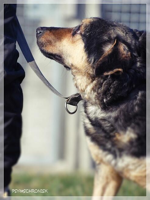 Lizak – wpatrzony w człowieka kundelek nie traci nadziei