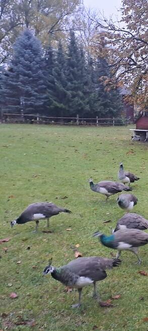 Paw królewski pawie królewskie tegpisklęta z wolnego wybiegu