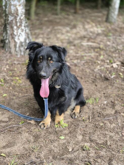 Kajtuś - fantastyczny, inteligentny przegubowiec szuka domu!