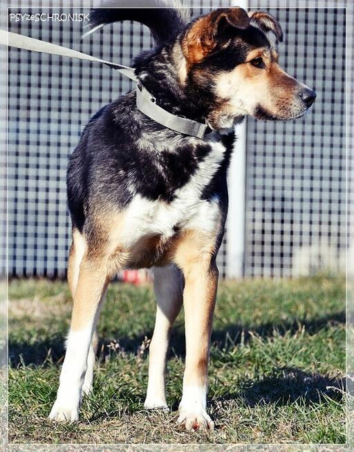 Klara – Twoja kandydatka na członka rodziny - pokochaj