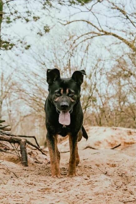 Mateo- aktywny pies szuka aktywnej rodziny-adopcja