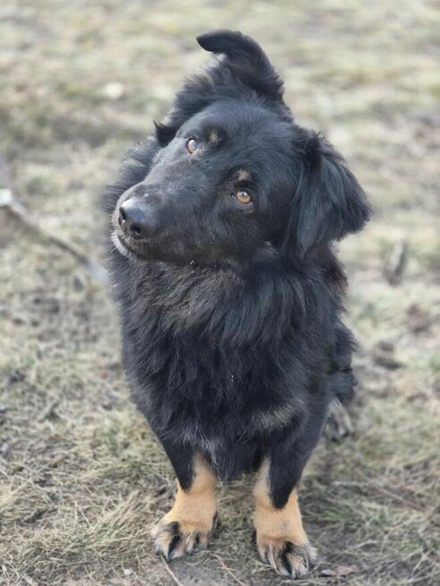 Kajtuś - fantastyczny, inteligentny przegubowiec szuka domu!