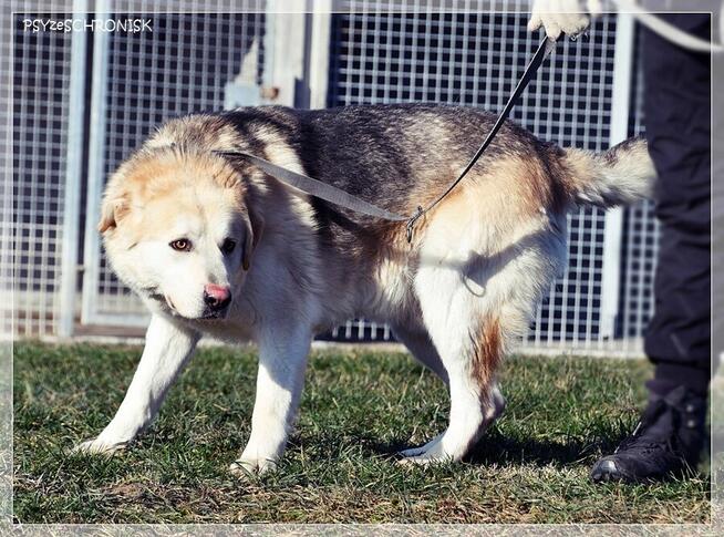 Winston – młody, bardzo pozytywny wielkopies do pokochania