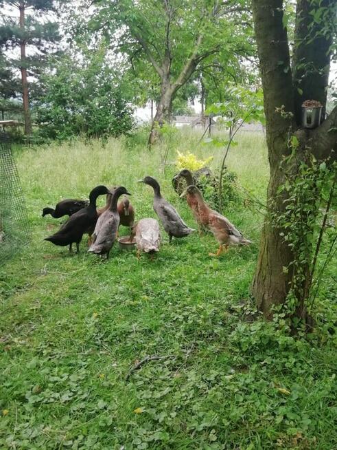 Sprzedam kaczki bieguski