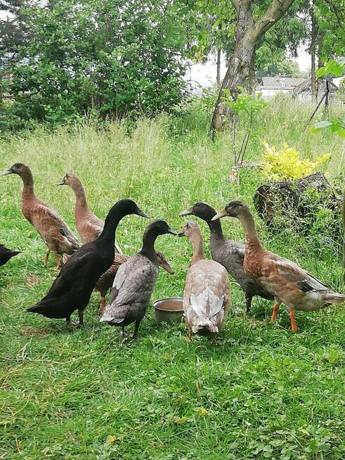 Sprzedam kaczki bieguski