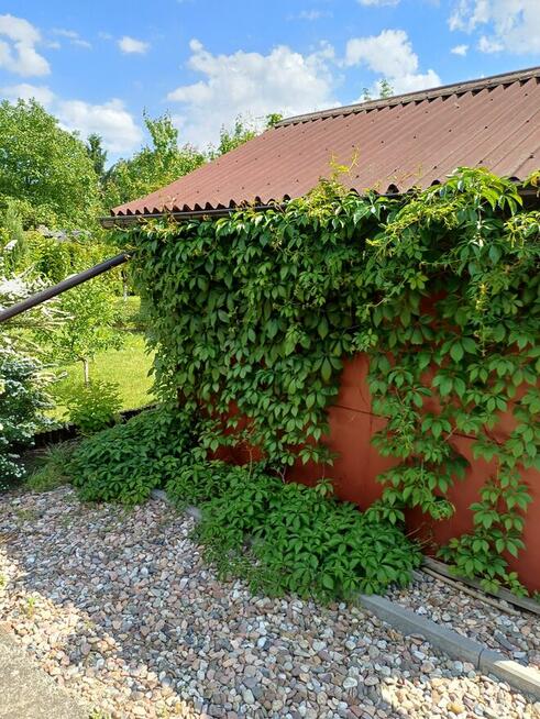 Ogródek działkowy ROD ,,Nowy Kanał