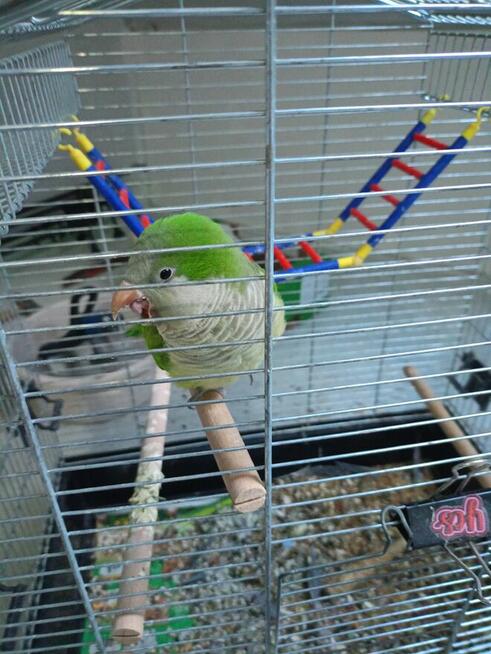 Papuga mnicha oswojona