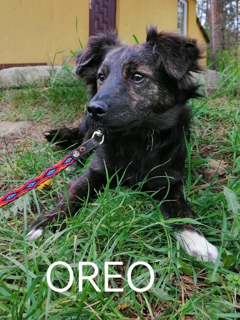 Psy ze schroniska BAROS w Suchedniowie polecają się do adopc