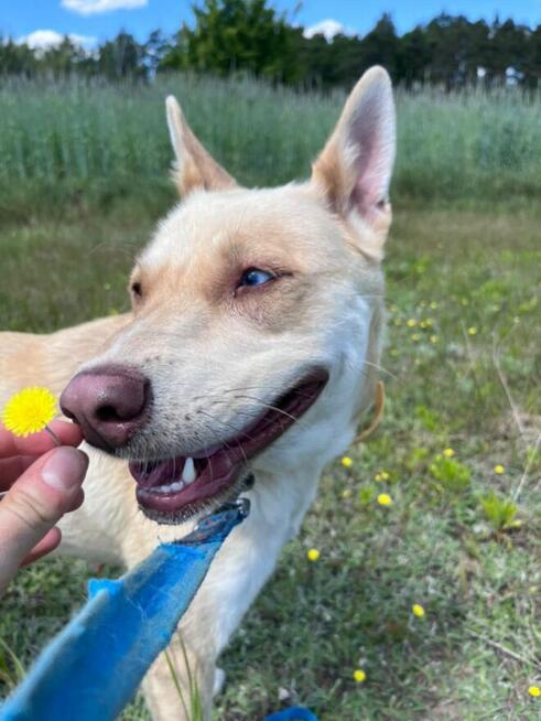 Fiona do adopcji