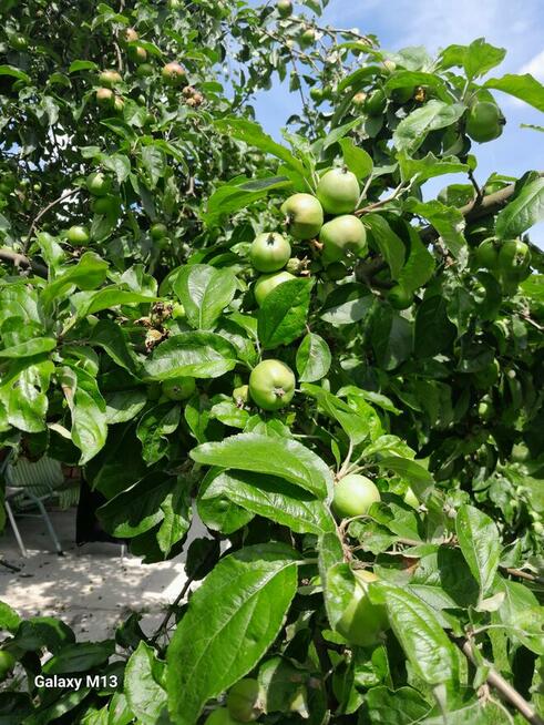 Ogródek 430m2 na Tarnogaju ROD ul Ziębicka Sprzedam 33tys.