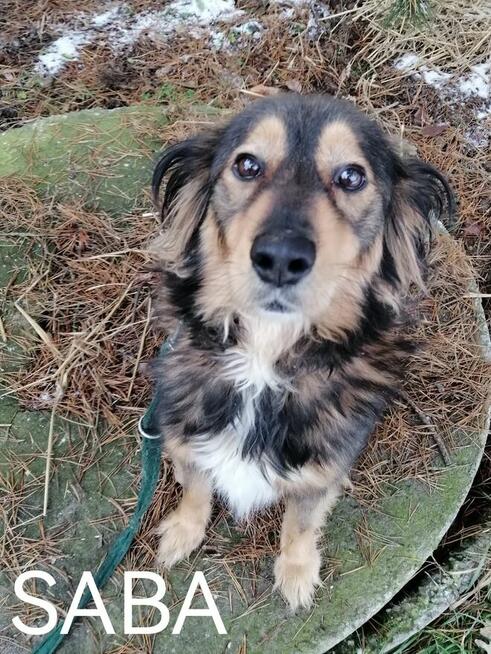 Psy ze schroniska BAROS w Suchedniowie polecają się do adopc