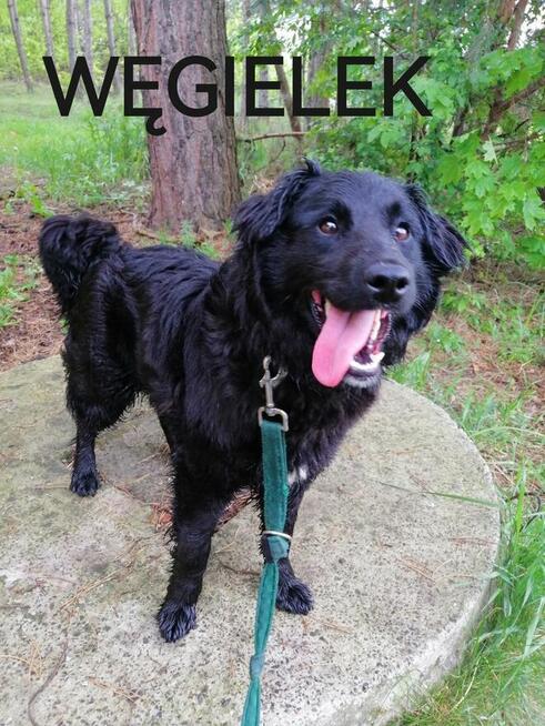 Psy ze schroniska BAROS w Suchedniowie polecają się do adopc