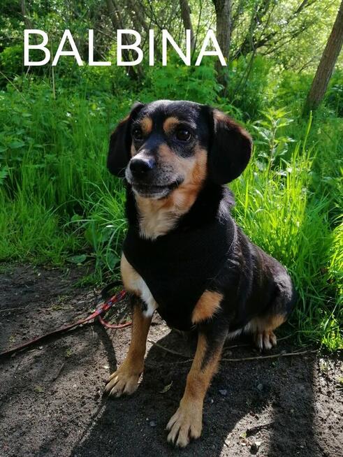 Psy ze schroniska BAROS w Suchedniowie woj świętokrzyskie po