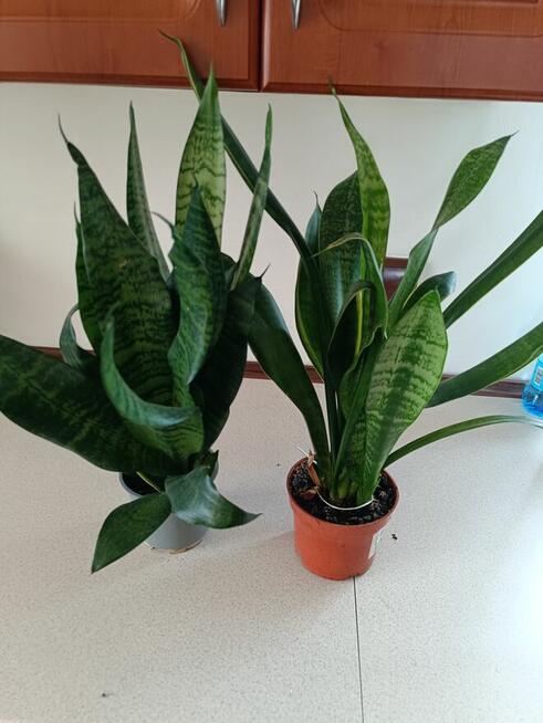 Sanseveria roślina doniczkowa
