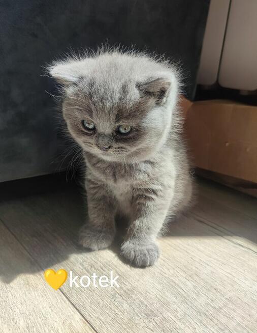 Koty brytyjskie niebieskie krótkowłose